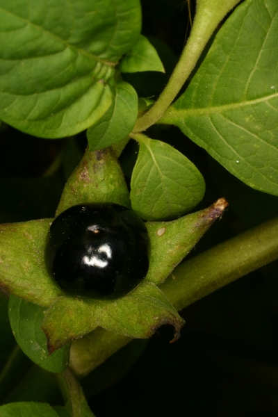 Garden of Medicinal Plants, Royal College of Physicians